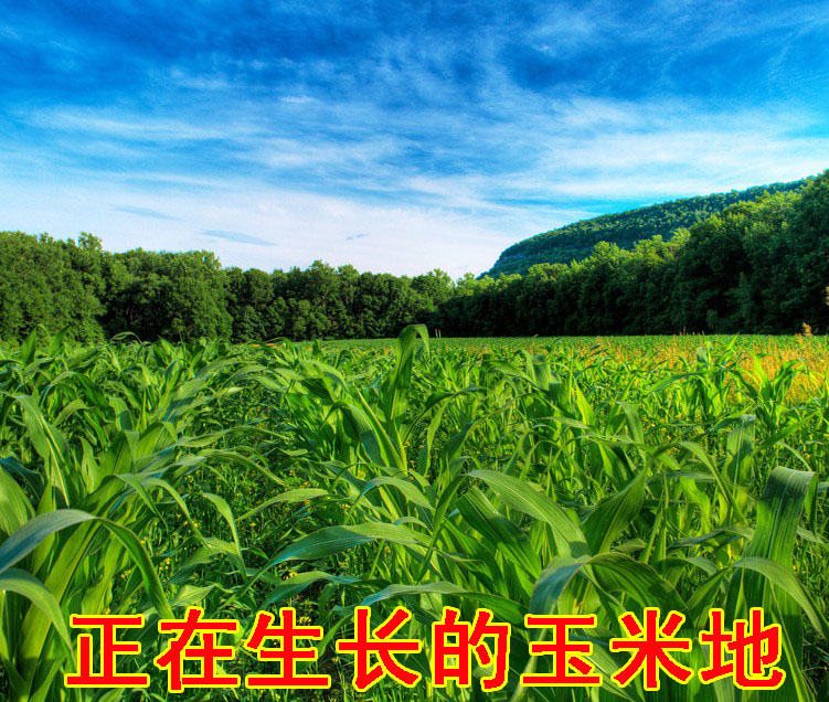 东北特产粘玉米大碴子粗粮粘渣子茬子粥 大白楂子糯米碴子2斤包邮