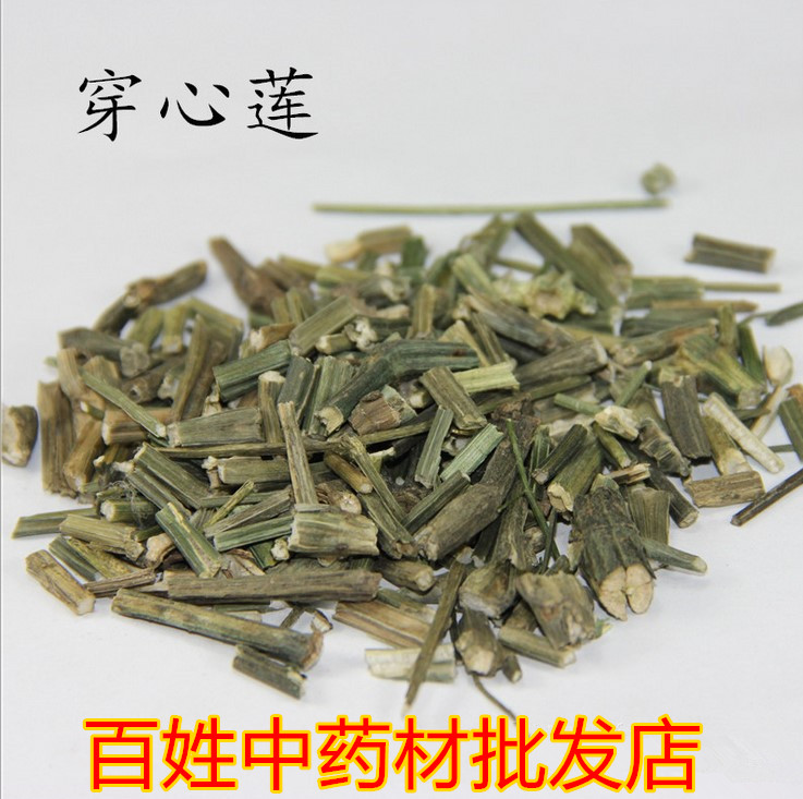 中药材批发 穿心莲 新货 500克
