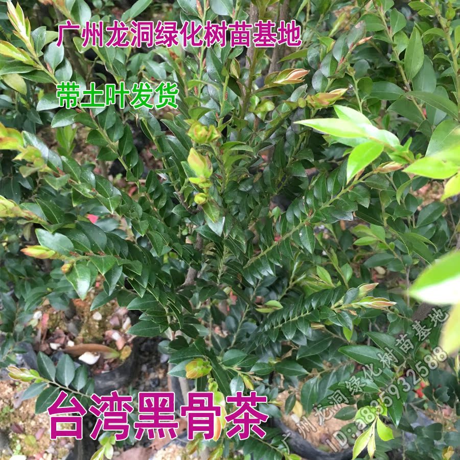 台湾黑骨茶苗带土带叶紫檀盆栽黑骨茶盆景树苗