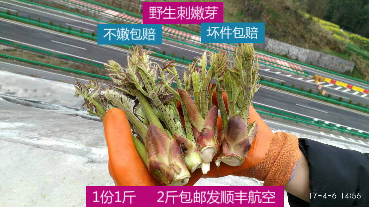 恩施富硒新鲜野生刺嫩芽刺老芽山野菜 刺龙芽虎阳刺2斤顺丰包邮