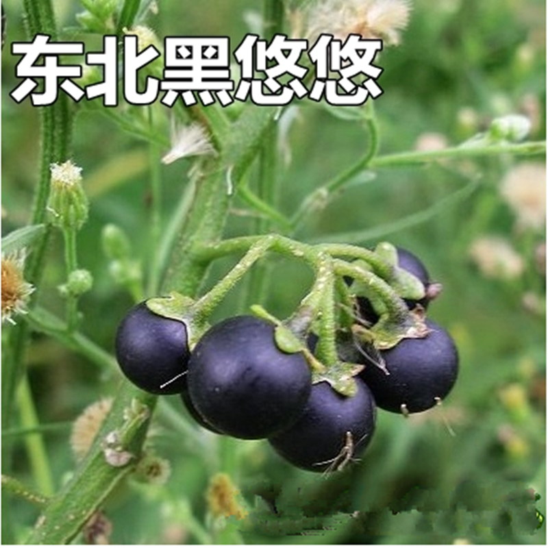 东北黄悠悠籽 吉林黄颜色秋龙葵 黑天天茄子野生黑葡萄星星幽幽种