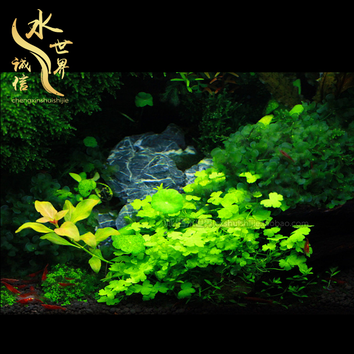 造景师9.00企业版_注册园林植物造景师_全国园林植物造景师培训中心