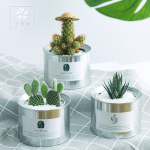 仙人掌多肉植物组合盆栽