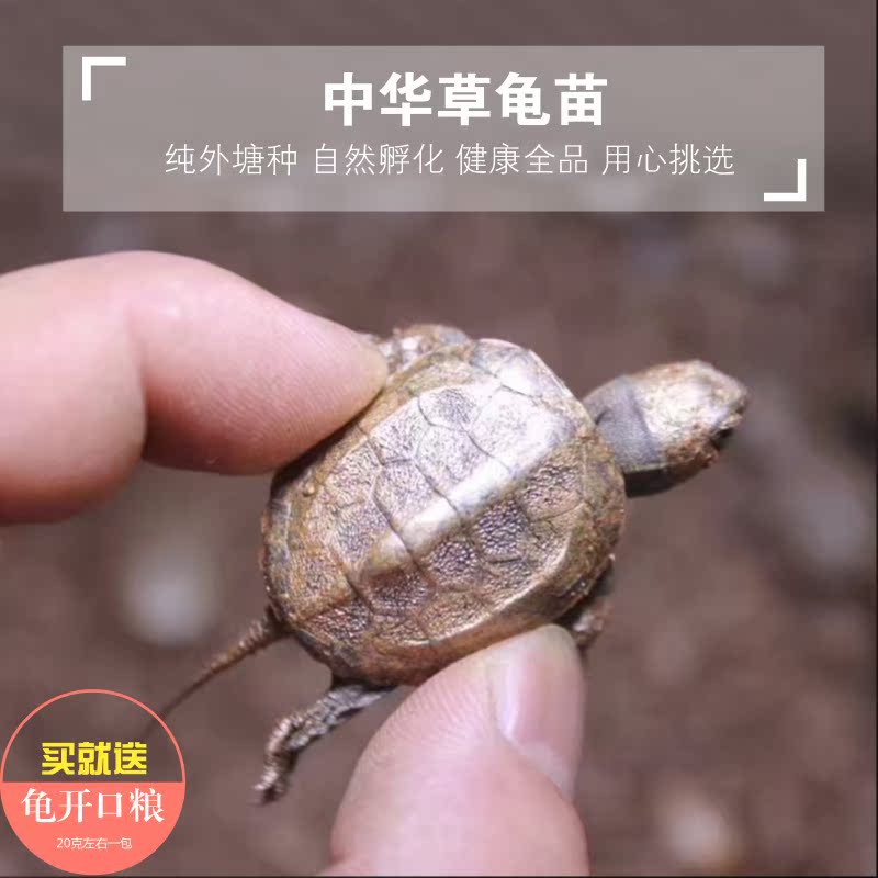 中华草龟苗土乌龟墨龟金线龟龟苗活体乌龟水龟宠物