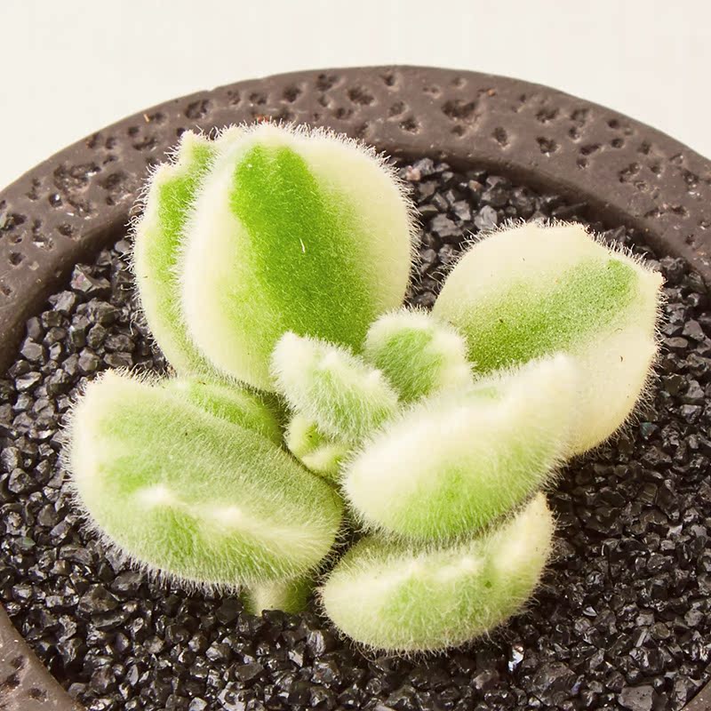 美诺花园 白熊 熊童子白锦熊掌多肉植物肉肉植物绿植盆栽多肉