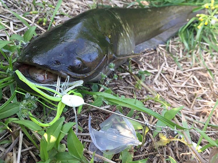 日本megabass noisy cat buzz 11克水面拖拉机鲶鱼鲈鱼路亚饵9色