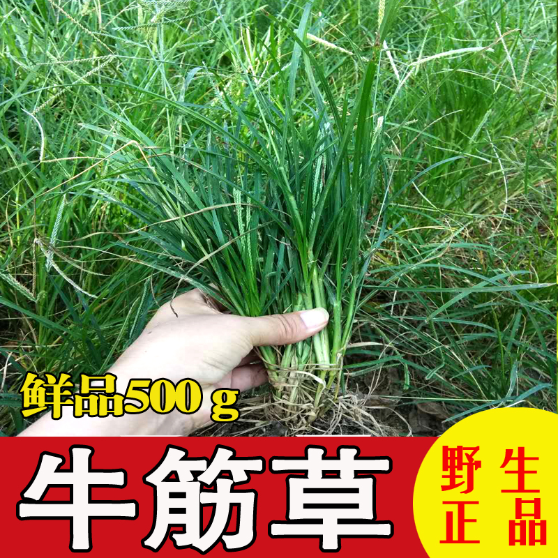 新鲜野生牛筋草500g 中草药千千踏忝仔草韧躬草蟋蟀草