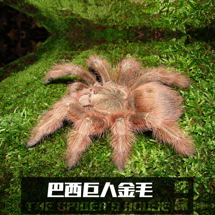 巴西巨人金毛 3~3.5cm幼体金色毛发宠物捕鸟蛛活体蜘蛛送饲养套装