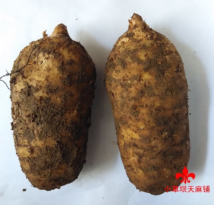 新鲜野生天麻云南昭通小草坝野生天麻鲜天麻4个特价500g包邮