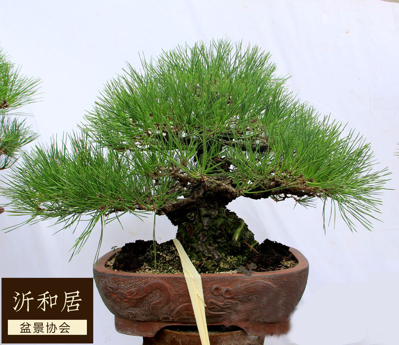 精品小型黑松盆景树桩 老桩熟桩 高档客厅阳台 日本原盆 三河黑松