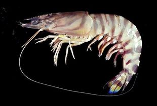 嘿渔海鲜舟山东海野生斑节虾新鲜竹节虾鲜活海产明虾一斤10-13只