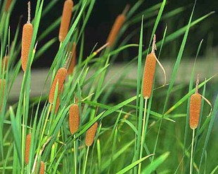水体绿化植物香蒲种苗种根水体经济作物药用和观赏价值5元10株