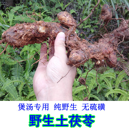 广西贺州大瑶山野生的土茯苓冷饭头 禹余粮红土苓山牛硬饭煲汤料