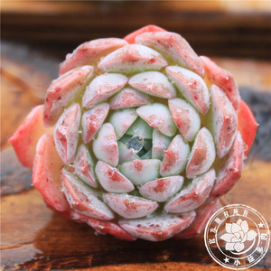 【韩国进口多肉图片】韩国进口多肉图片大全