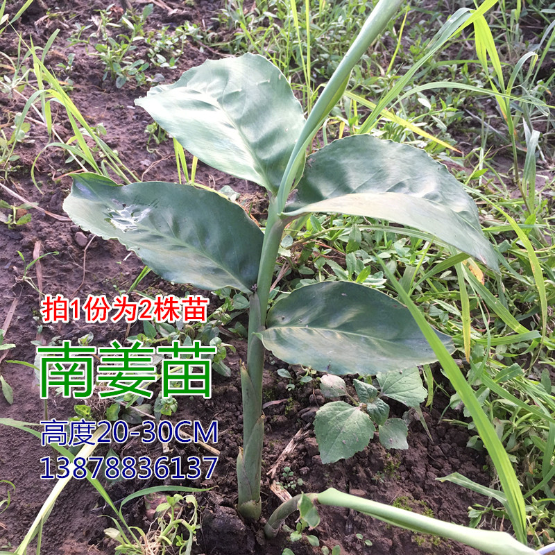 冬阴功汤料galangal 山姜苗南姜苗高良姜苗 拍1份发2株 带土包邮