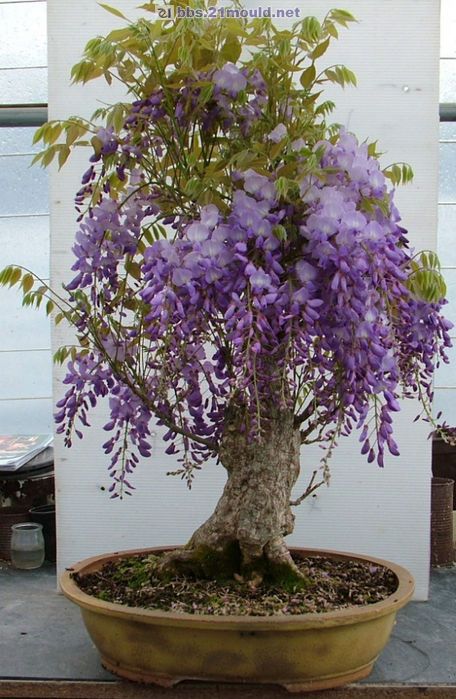 现挖野生造型紫藤开花景紫藤花苗爬藤屋顶盆栽栽地花卉园盆景树