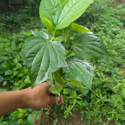 500克新鲜假蒌叶 野生现采蛤蒌叶 青蒌假蒟叶山蒌 越南香菜 包邮