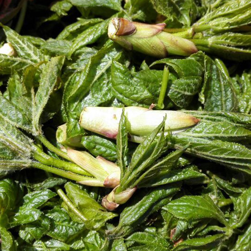 查看淘宝新鲜野生山野菜 东北特产绿色天然 刺五加叶 现采正宗绿色
