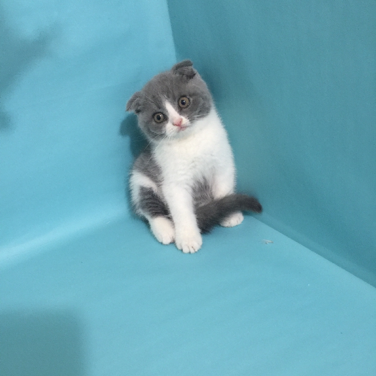 11月更新 英短蓝白双色 折耳弟弟公 活体幼仔幼崽 小猫纯种正