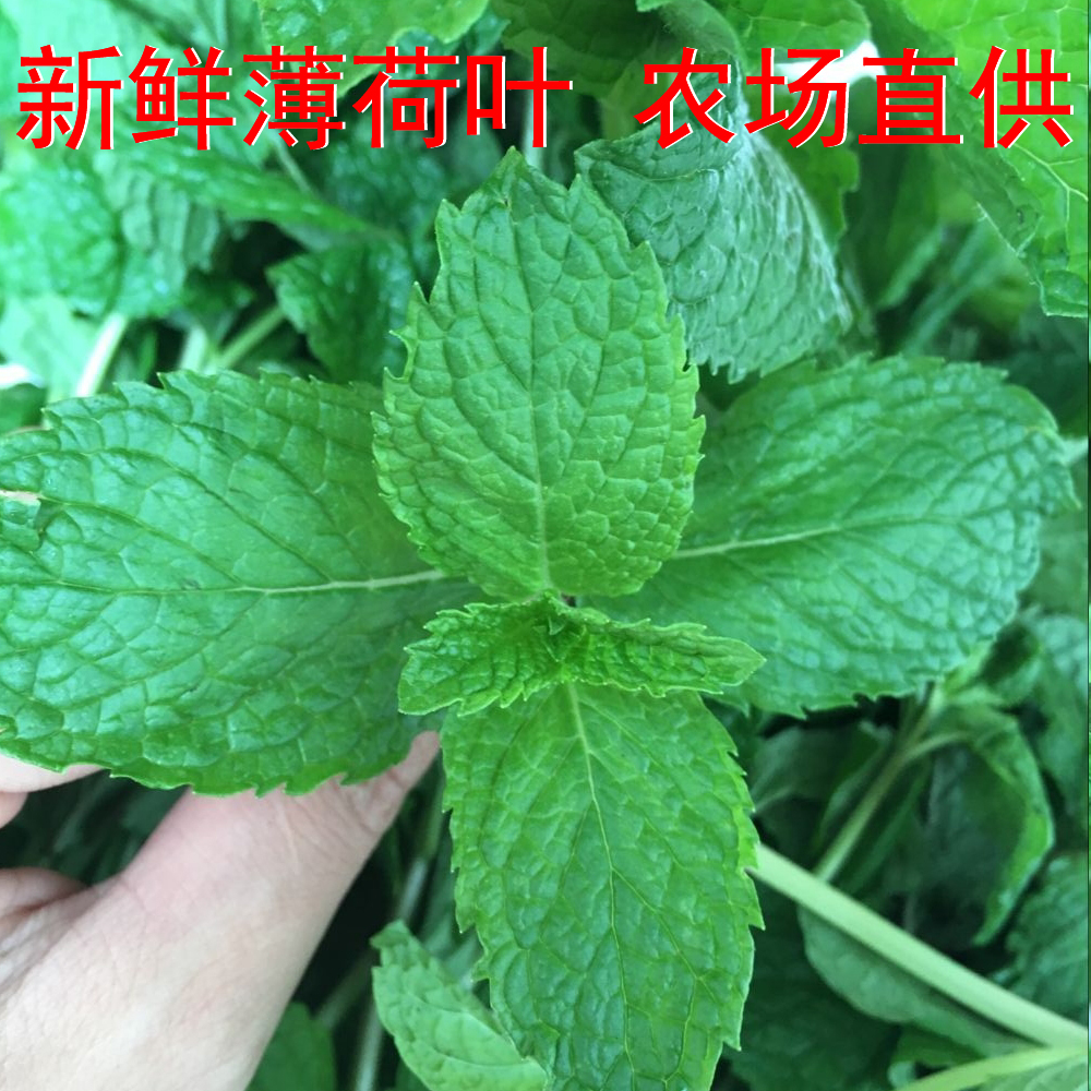 新鲜薄荷叶茶西餐蛋糕装饰冷饮火锅菜佐料鱼香菜留兰香500克包邮