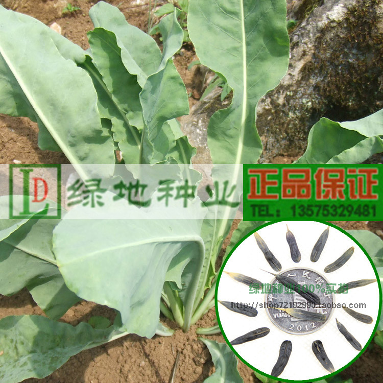 药材种子 新采板蓝根种子 别名靛青根 大青根 精选优质板蓝梗种子