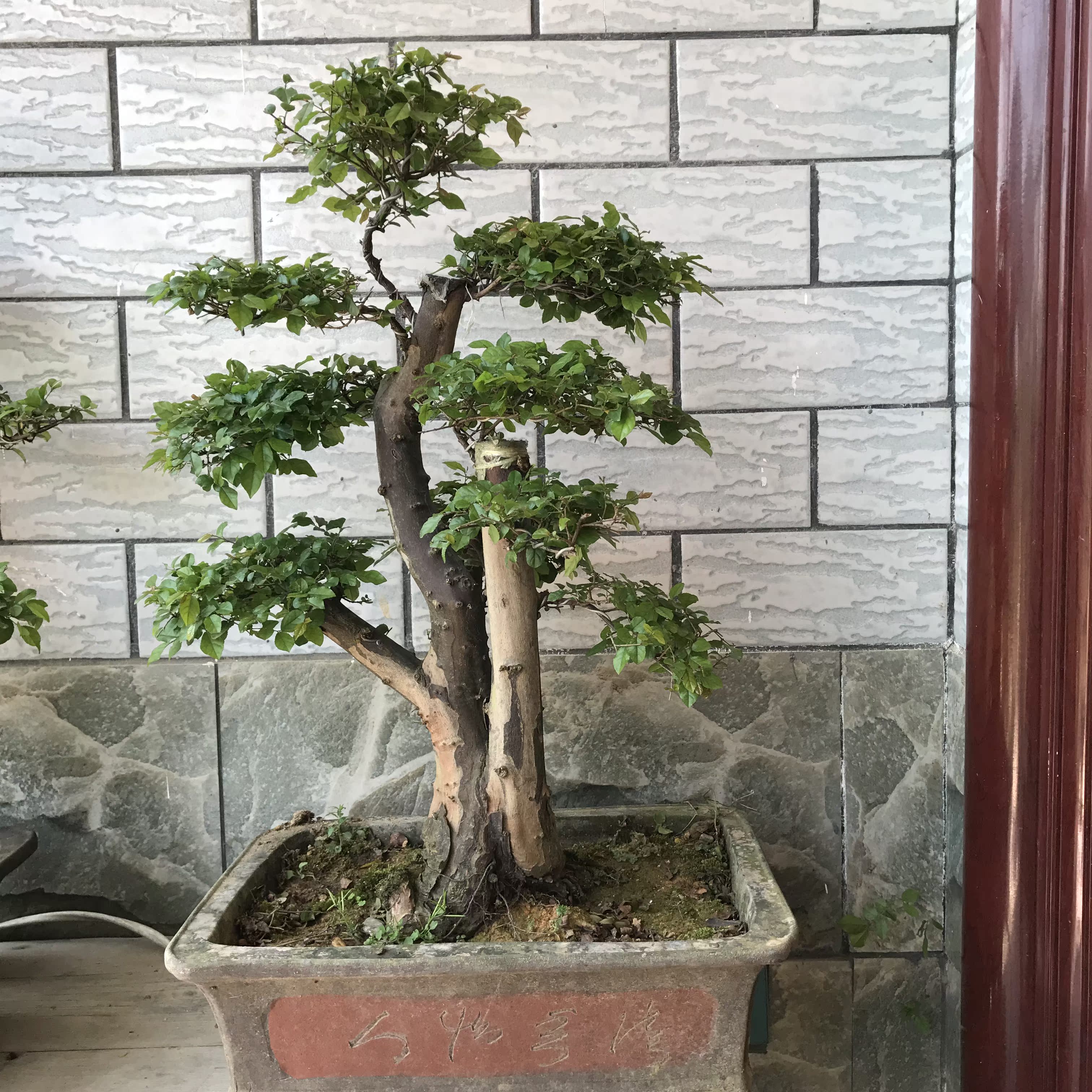 雀梅造型盆景 树桩雀梅 熟桩盆景 家居庭院绿植