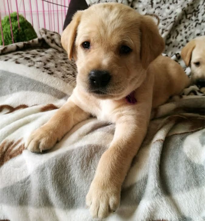 出售纯种拉布拉多幼犬拉布拉多导盲犬寻回犬活体宠物狗狗神犬小七