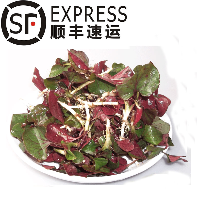 四川特产新鲜野生折耳根鱼腥草现挖野菜嫩带叶凉拌菜2斤顺丰包邮