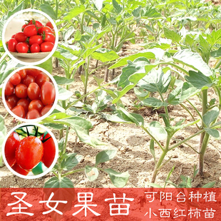 圣女果苗 蔬菜苗 小西红柿苗 番茄苗 阳台盆栽蔬菜植物种苗