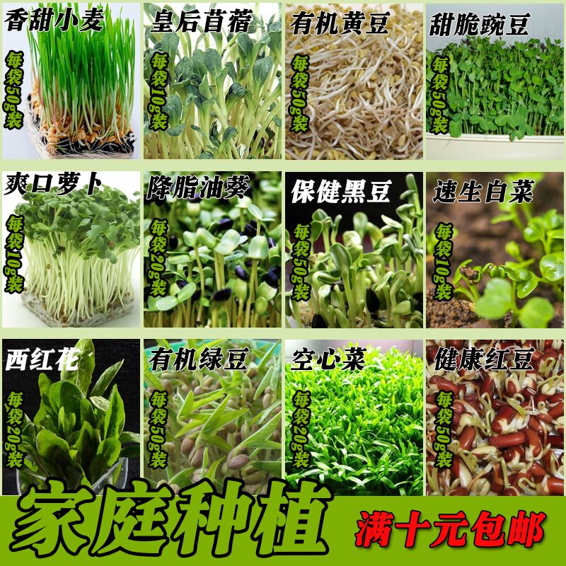 12种芽苗菜种子水培蔬菜芽菜种子豌豆萝卜苜蓿西红花油葵纸上种菜