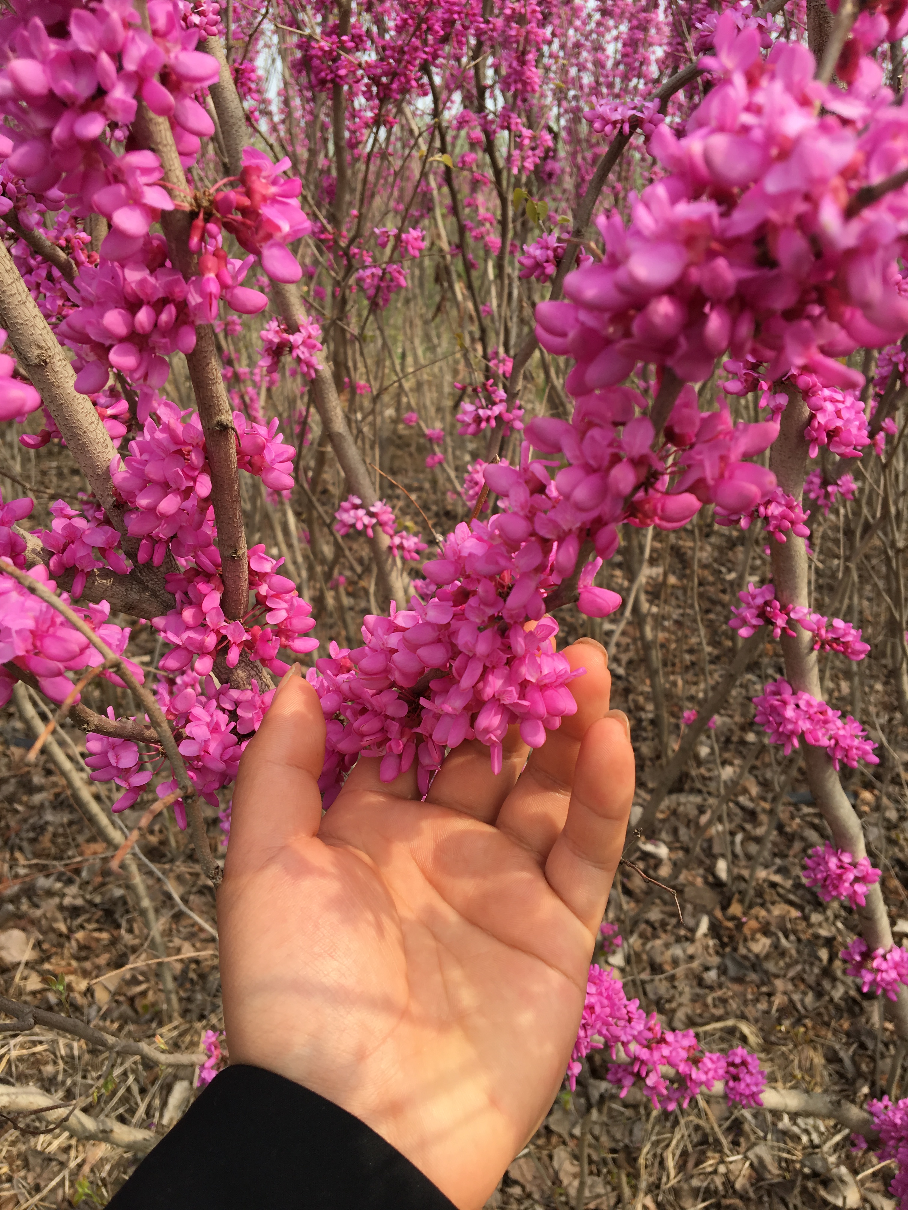 绿化苗 庭院绿化苗木 紫荆花苗 紫荆树苗 满条红紫荆小苗樱花树苗