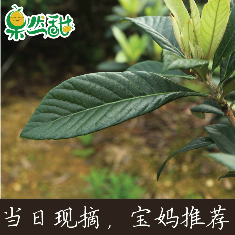 象山高湾枇杷叶 当日现摘现发 孕妇儿童新鲜琵琶叶 白枇杷树叶