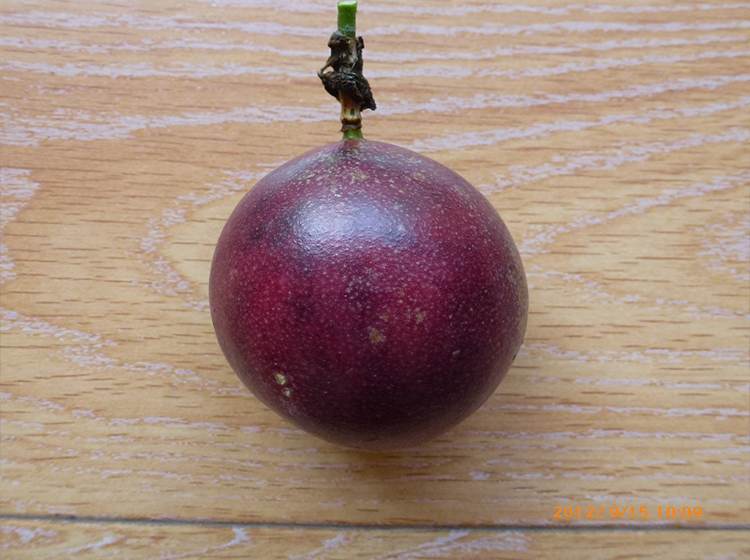 百香果苗黄金百香果巨无霸 满天星 西番莲鸡蛋