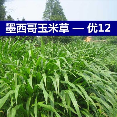 墨西哥玉米草种子 优12 阔叶羊牛饲料籽耐旱贫瘠高产南方牧草