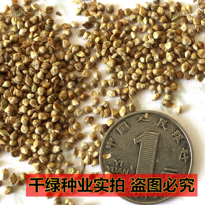 小米草种子 雀叶稗 湖南稷子高产水草鱼虾蟹牧草 耐水
