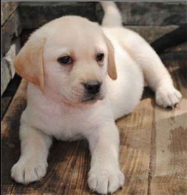 出售纯种拉布拉多犬 导盲寻回犬 拉布拉多幼犬大型犬宠物狗狗猎犬