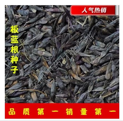 中药材种子板蓝根种子 纯新籽13元/斤大青叶蓝靛青药食兼用