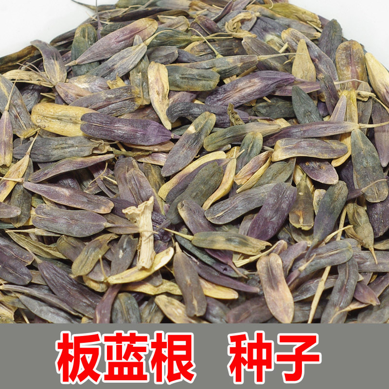 【包邮】中药材种子板蓝根种子大青叶种子蓝靛青药食兼用