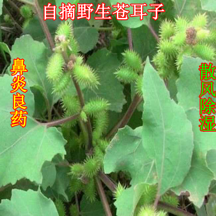 中药材种子苍耳子蛇床子滇刺枣白花蛇舌草透骨草徐长卿子香附子