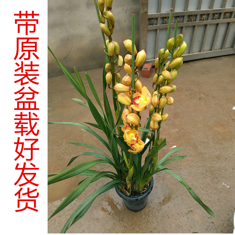 칫辰ޥͷ