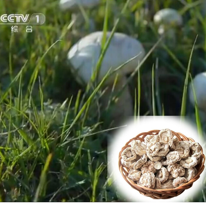 内蒙古草原赤峰特产克旗纯天然野生小白蘑菇丁肉厚根短干货山野菜