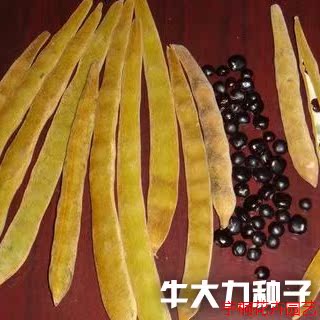2015新采补肾中药材 猪脚笠南方人参山莲藕大力薯 牛大力种子
