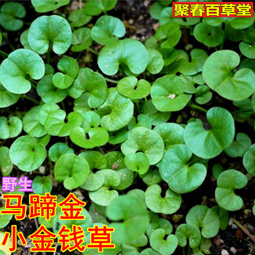 新鲜草药现采野生马蹄金 黄疸草 小马蹄草 小金钱草500克顺丰航空