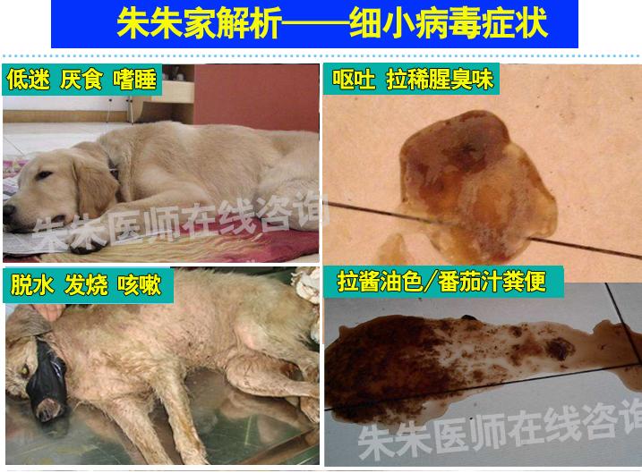 治疗犬瘟热细小单抗冠状病毒套餐狗瘟犬细小五联血清克隆抗体单支