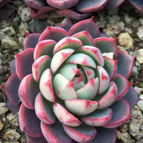 景仙阁园艺 多肉新品 火烈鸟 进口多肉植物 随机精选发货