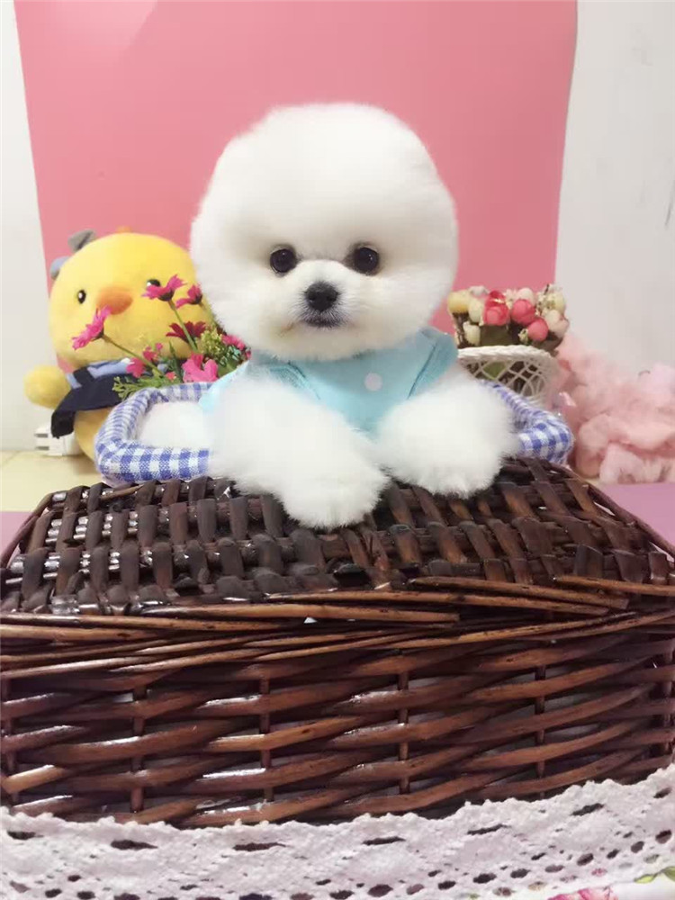 博美幼犬纯种活体 幼犬 温莎犬舍超小体茶杯犬 白色俊介宠物狗狗