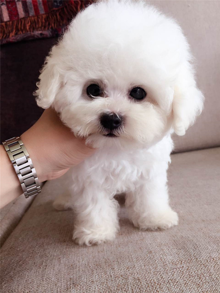 北京出售赛级血统纯种导盲拉布拉多幼犬奶白黑咖啡色宠物狗保健康