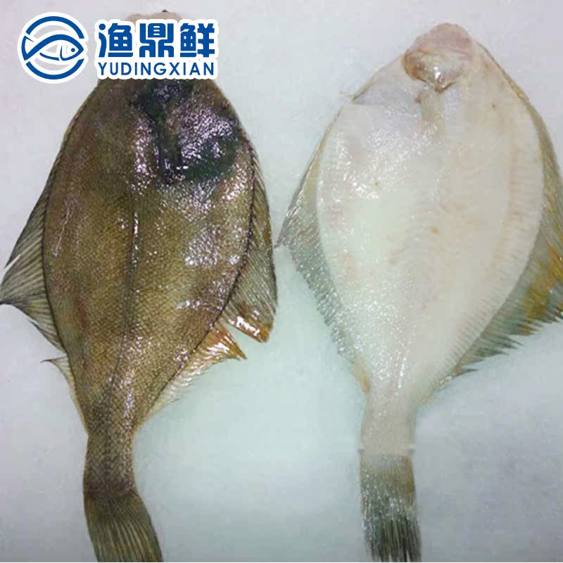 花斑鲽鱼 400-500g/条 比目鱼海鱼 纯天然深海海鲜