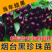 果树苗车厘子嫁接樱桃苗樱桃树苗当年结果盆栽北方南方种植水果苗