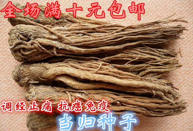 四季春秋冬播种 中草药 蔬菜种子 干归 补血养血 可盆栽 当归种子